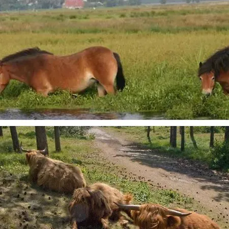 דירה Luxury Beachhouse Wijk Aan Zee 6 Guests Beach And Dunes *