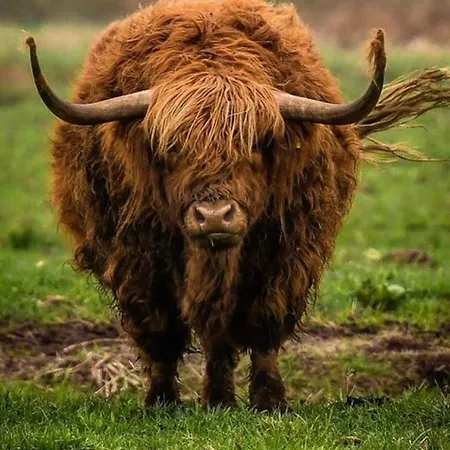 Apartment Luxury Beachhouse Wijk Aan Zee 6 Guests Beach And Dunes Wijk aan Zee